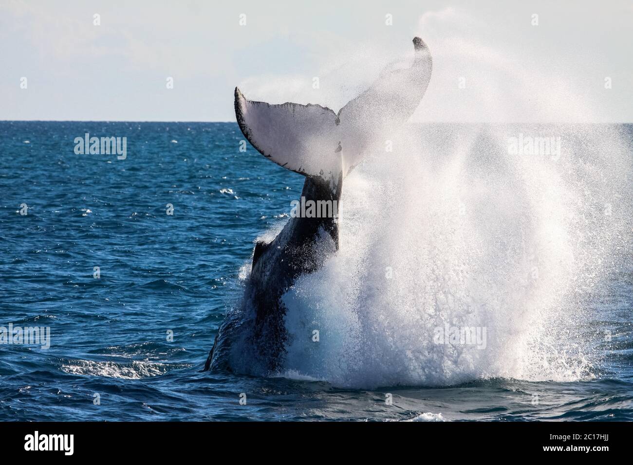 Humpback whale slapping its tail producing sea spray, Hervey Bay, Queensland Stock Photo