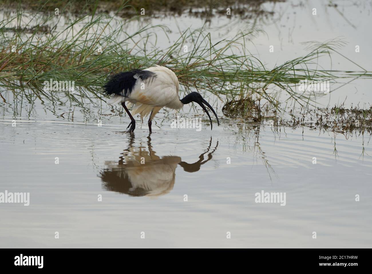 African sacred ibis Threskiornis aethiopicus wading bird Kenya Threskiornithidae in Ancient Egypt linked to the god Thoth Stock Photo