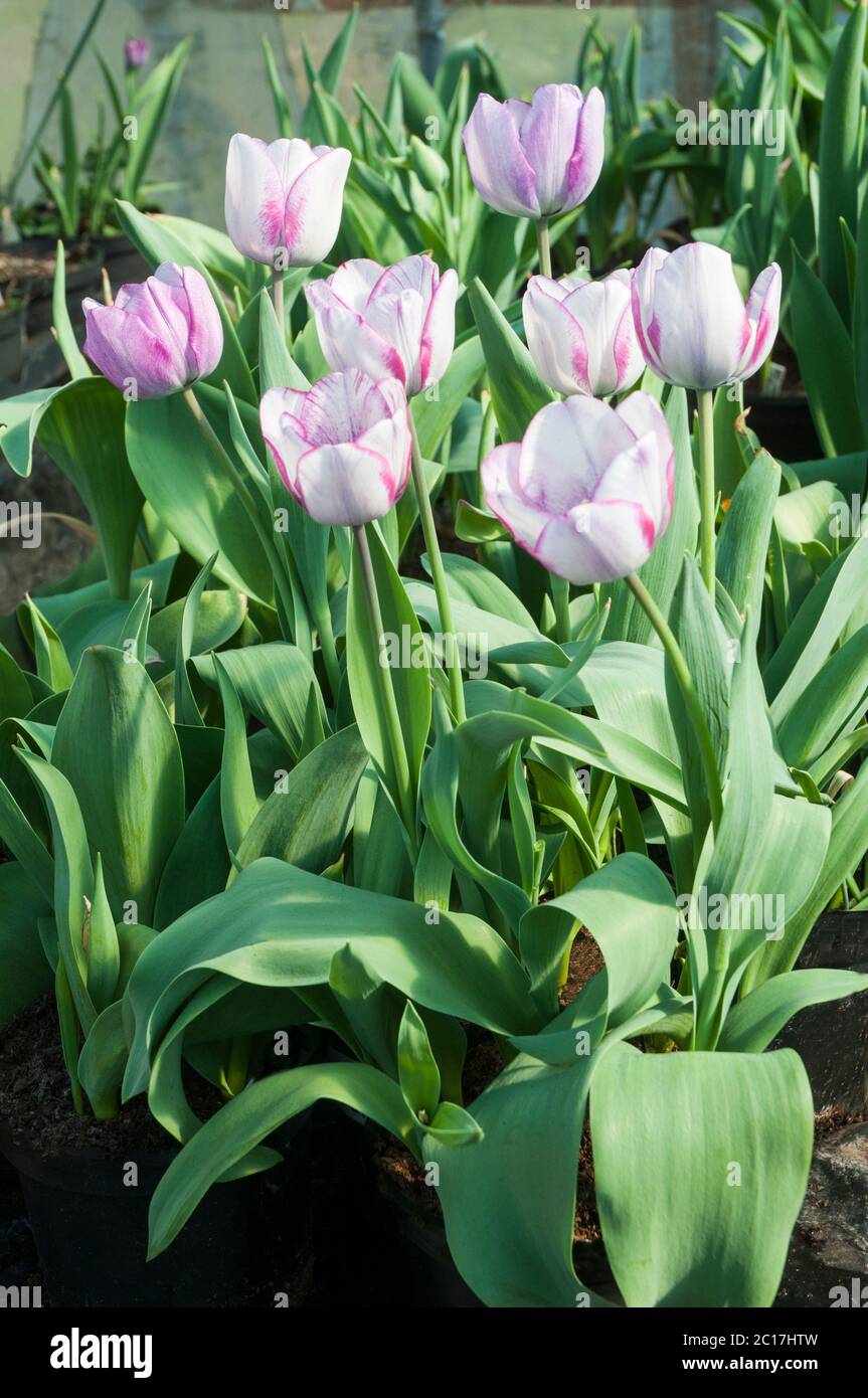 Group of tulipa Hotpants. A single mid spring flowering bi coloured purple and white tulip belonging to the triumph group of tulips Division 3 Stock Photo