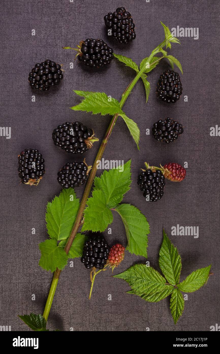Fresh blackberry plant with fruits Stock Photo Alamy