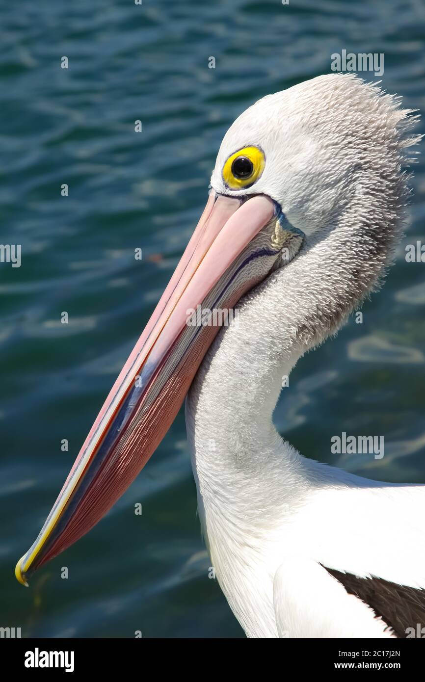 Close up of an Australian pelican, Forster, New South Wales Stock Photo
