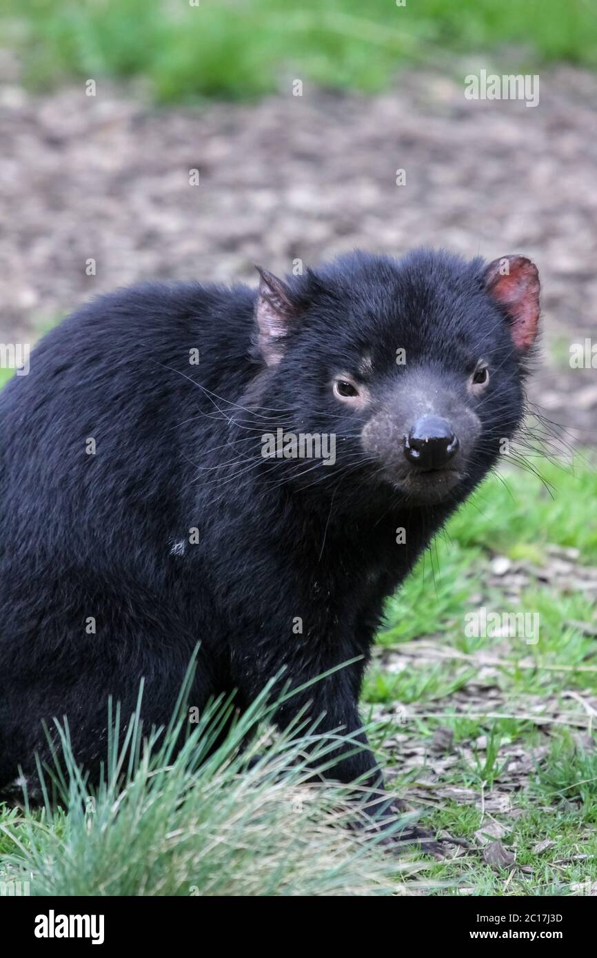 Close up of an Tasmanian devil, facing, Cradle Mountain NP, Tasmania Stock Photo
