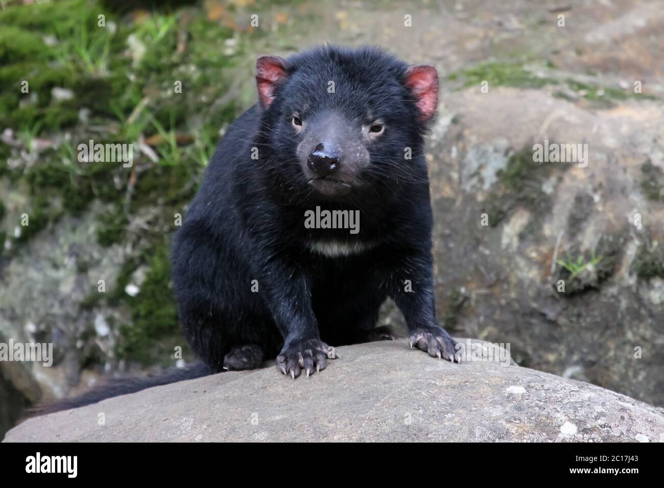 Close up of an Tasmanian devil, facing, Cradle Mountain NP, Tasmania Stock Photo