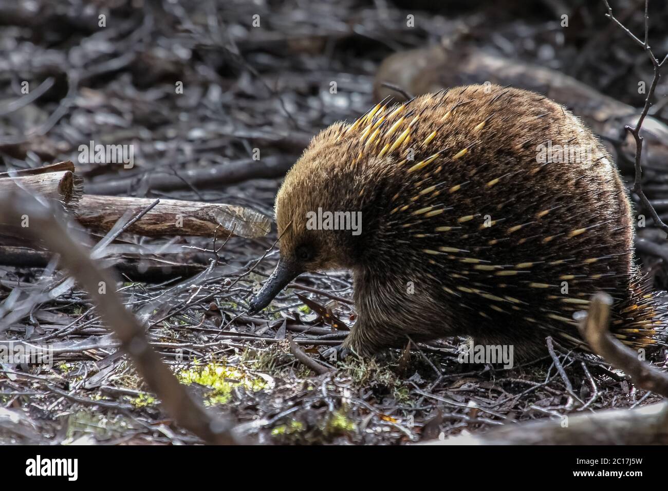 Echidna foraging in the forest, Tasmania Stock Photo