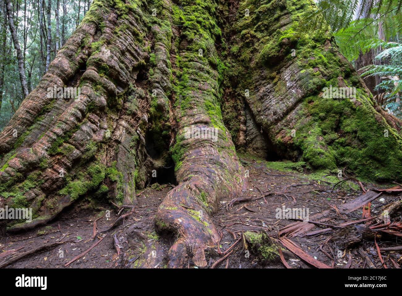Close up roots of a Swamp gum tree, Mount Field National Park, Tasmania, Australia Stock Photo