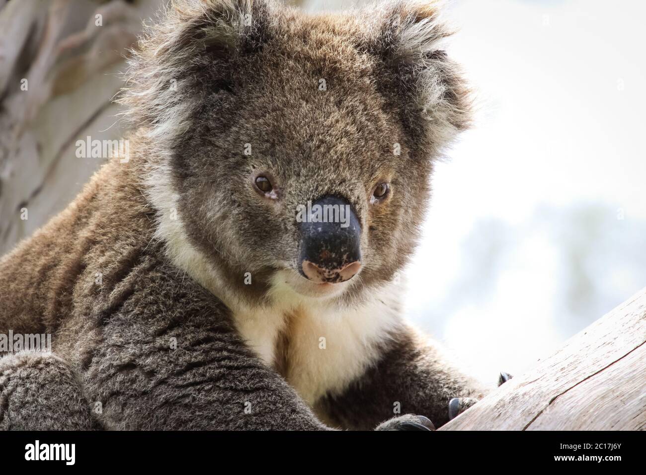 Close up of a Koala sitting on a branch of  an eucalyptus tree, facing, Great Otway National Park, V Stock Photo