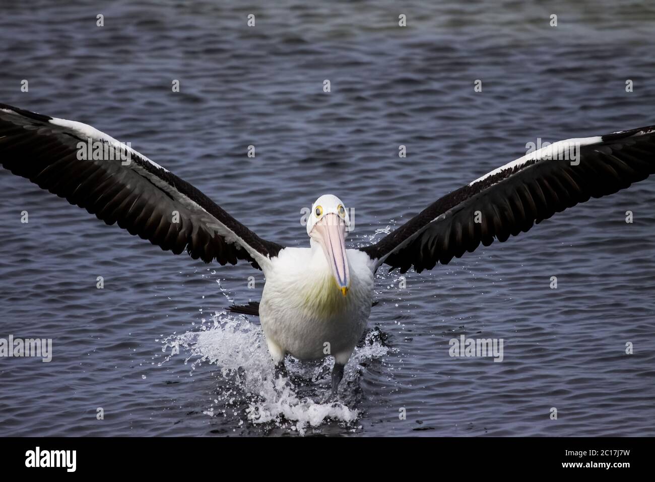 Australian pelican landing with spread wings in the sea, South Australia Stock Photo