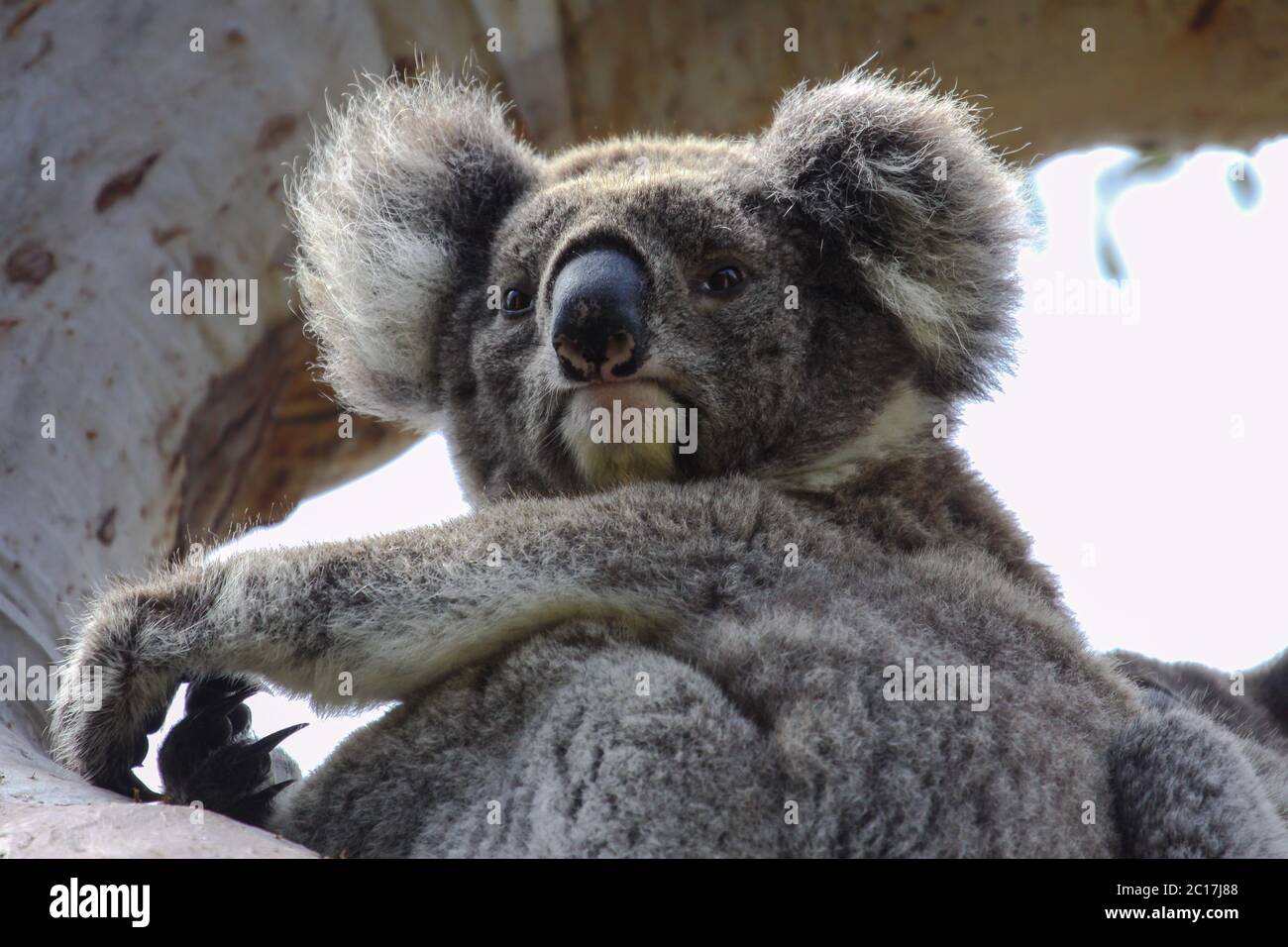Close up of a Koala sitting on a branch of  an eucalyptus tree, facing, looking, Great Otway Nationa Stock Photo