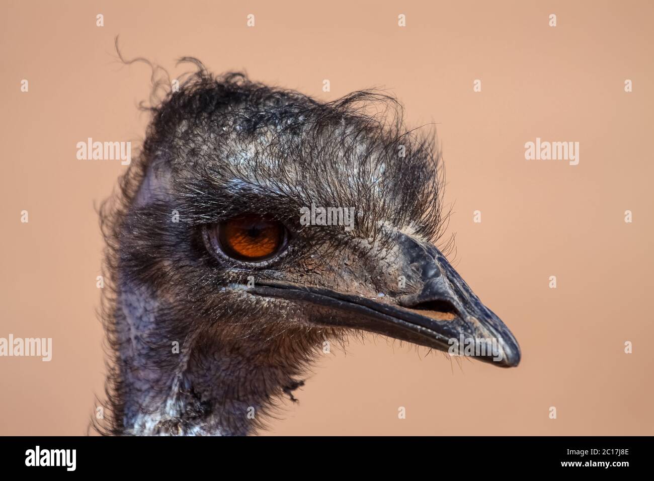 Portrait of an Emu, Northern Territory, Australia Stock Photo