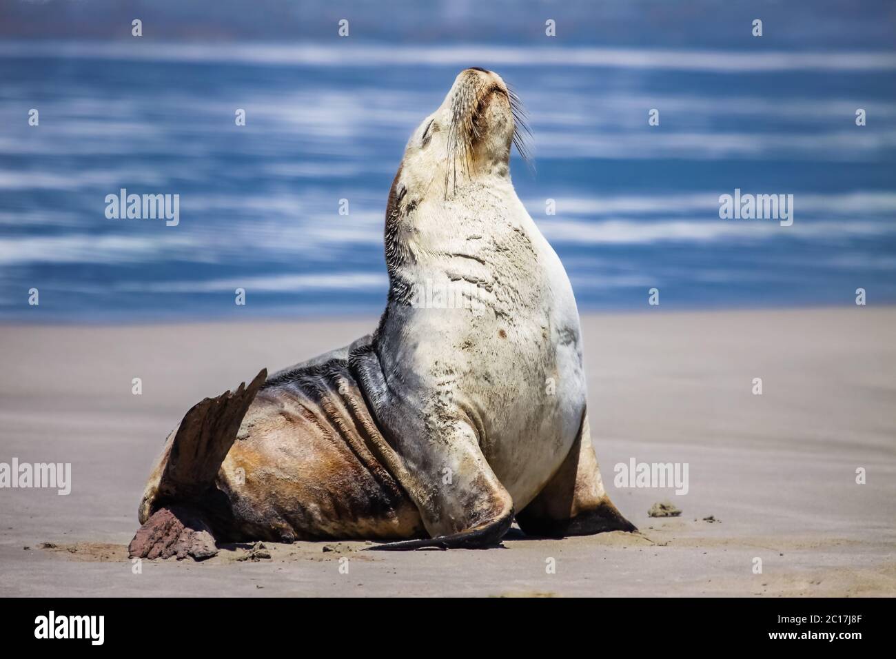 Impressive Australian sea lion on the beach sitting upright, Seal Bay, Kangaroo Island, South Austra Stock Photo