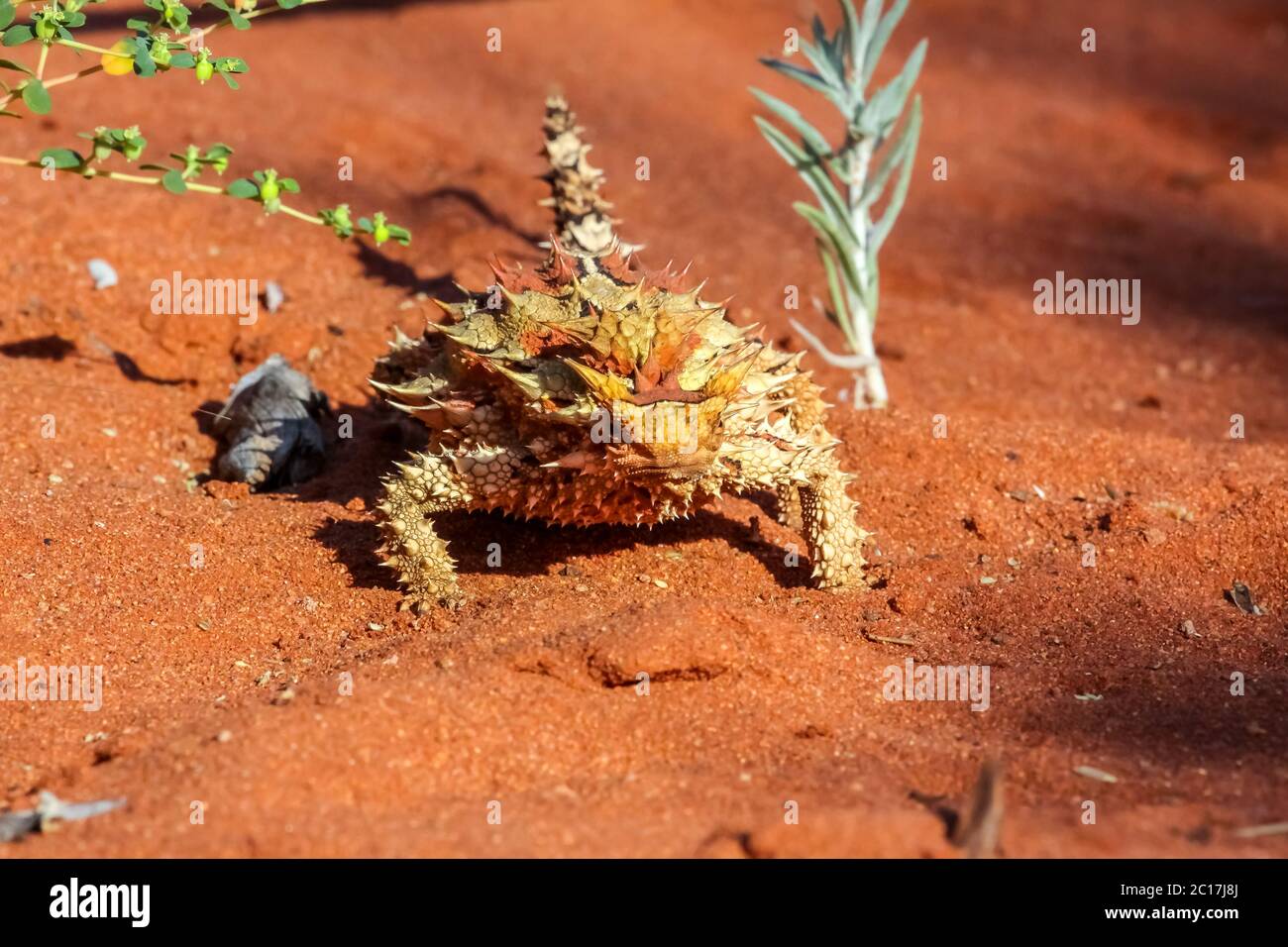 Close up of a Thorny Devil in the Australian outback, facing, Northern Territory, Australia Stock Photo