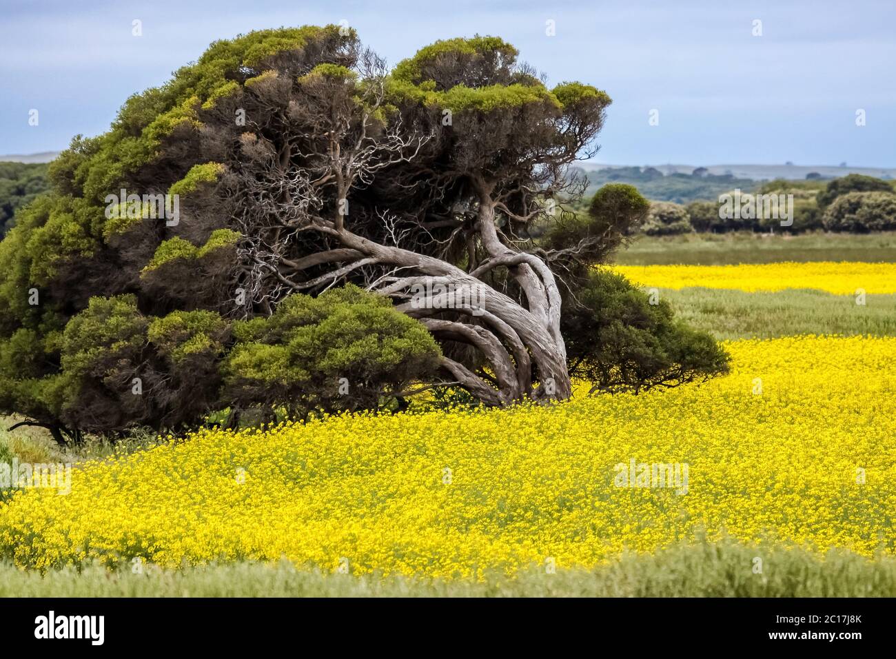 Leaning tree in a field of yellow rape, South Australia Stock Photo