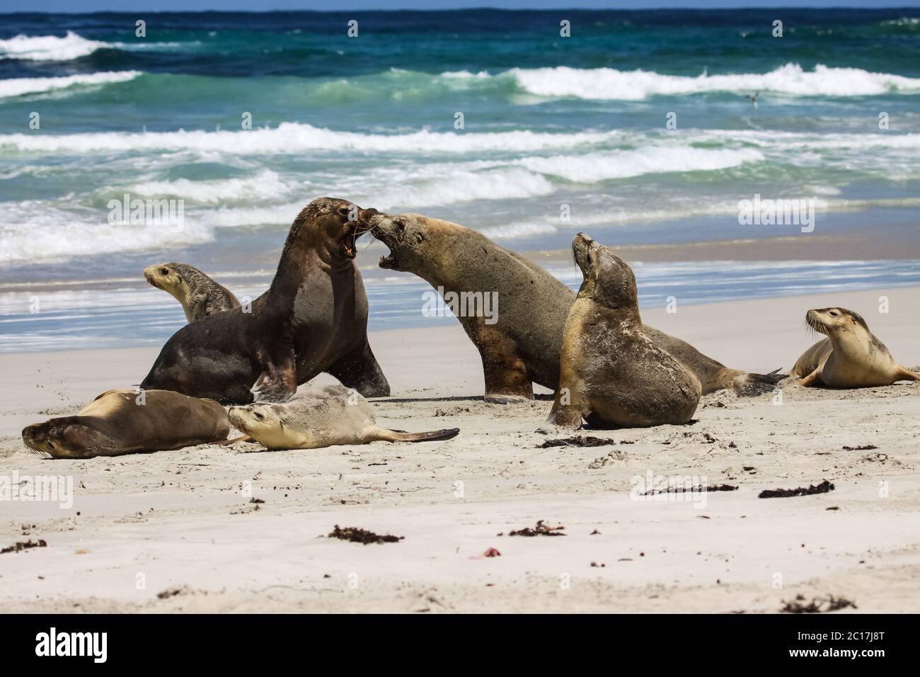 Group of Australian sea lions playing on the beach, Seal Bay, Kangaroo Island, South Australia Stock Photo