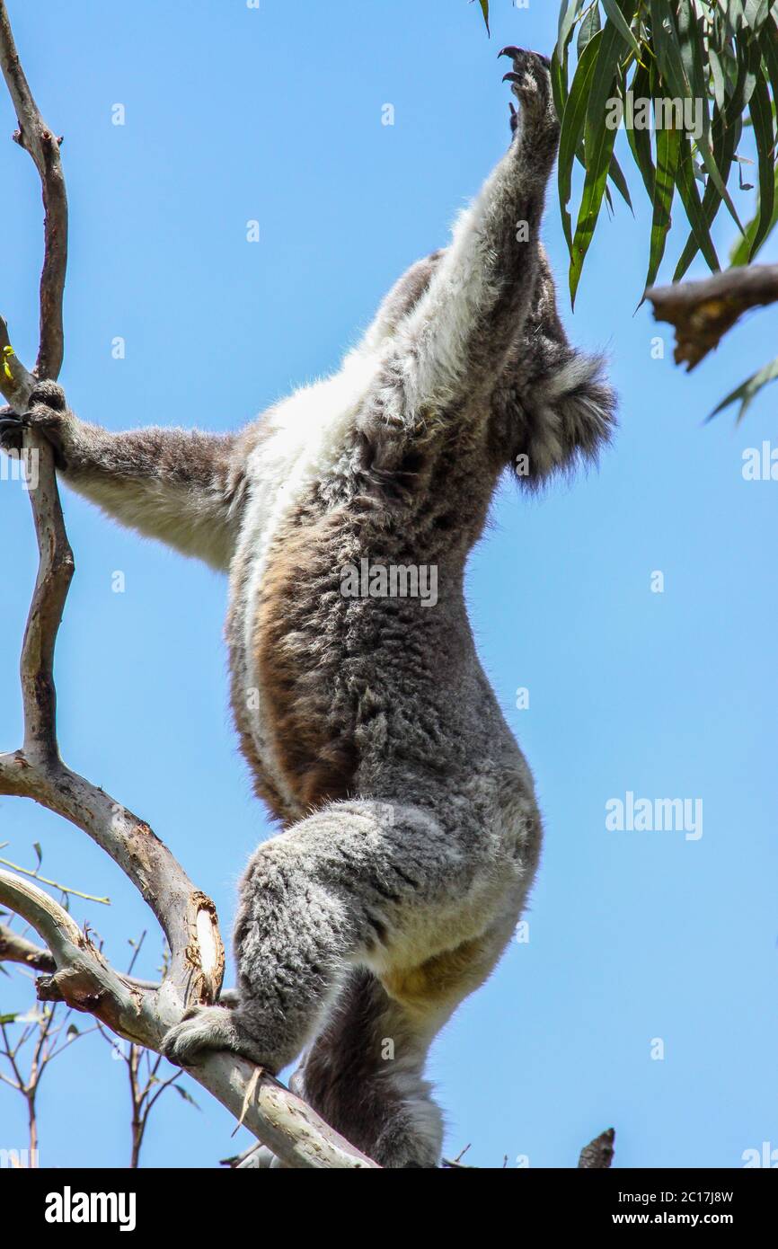 Koala attempt to get the green leaves of an eucalyptus tree, Great Otway National Park, Victoria, Au Stock Photo