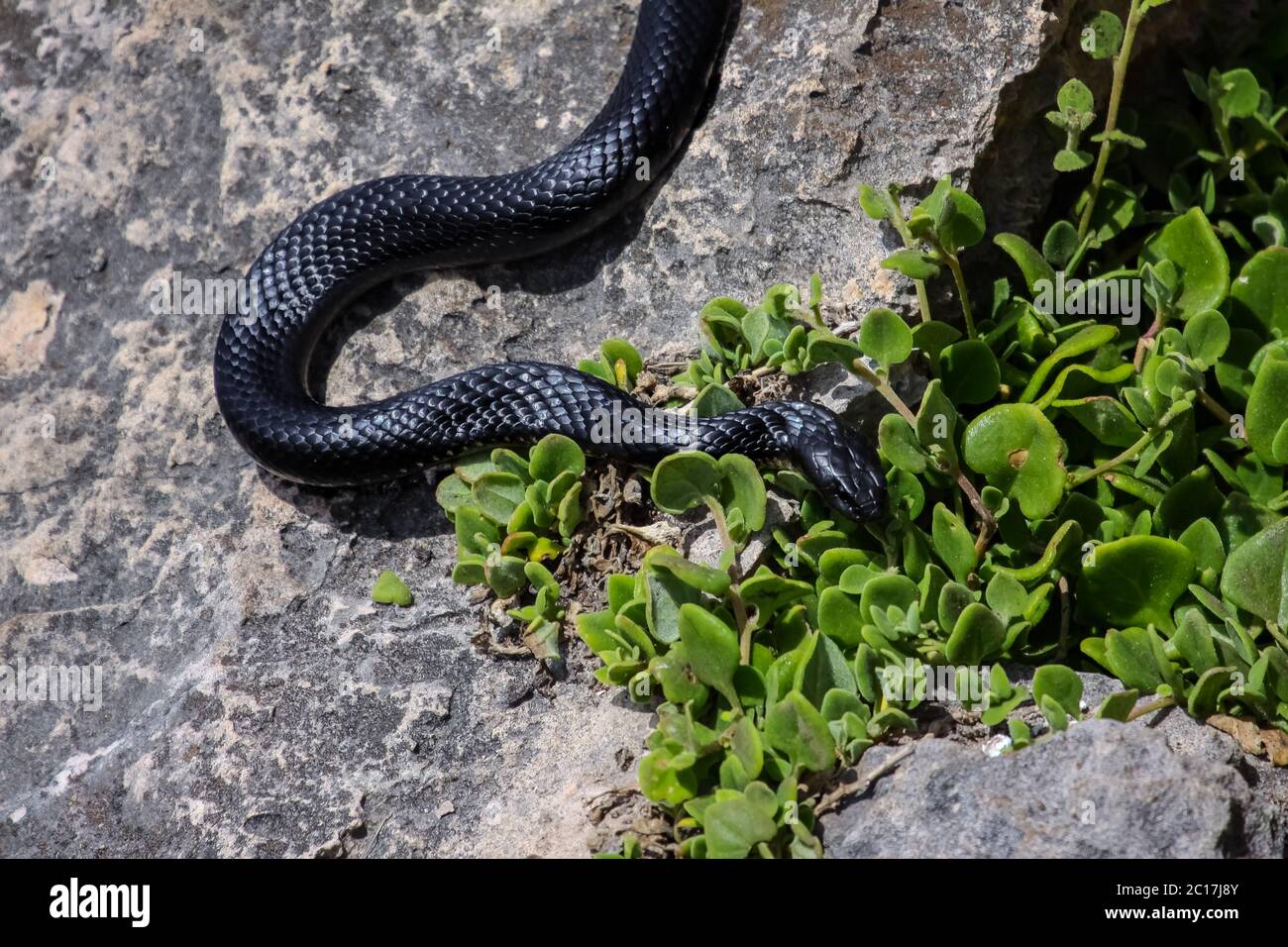 Close up of a dangerous Black tiger snake in natural habitat, Kangaroo Island, South Australia Stock Photo