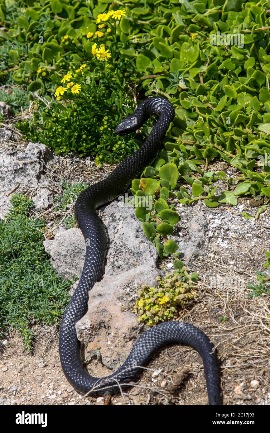 Dangerous Black tiger snake in natural habitat, Kangaroo Island, South Australia Stock Photo