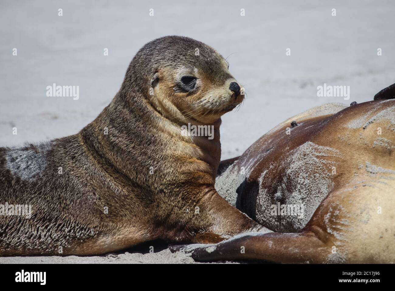 Close up of a young Australian sea lion on the beach, Seal Bay