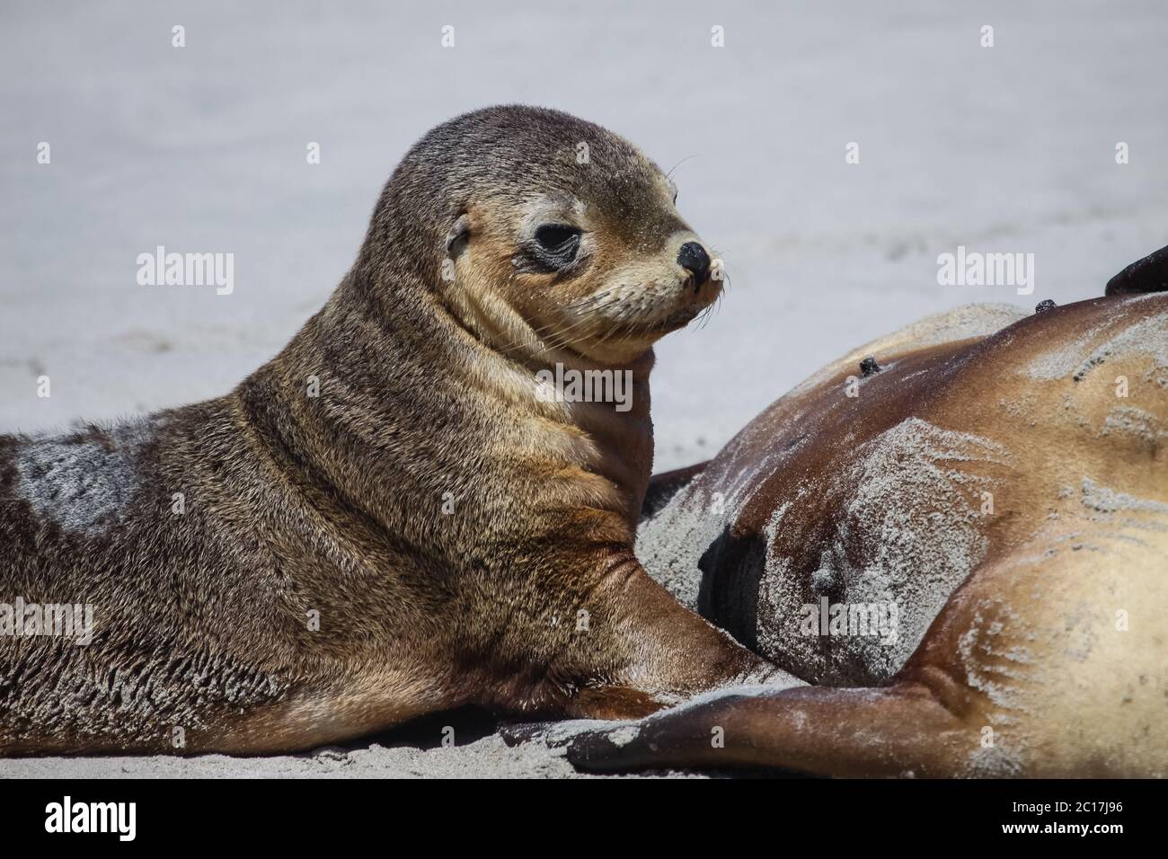 Close up of a young Australian sea lion on the beach, Seal Bay, Kangaroo Island, South Australia Stock Photo