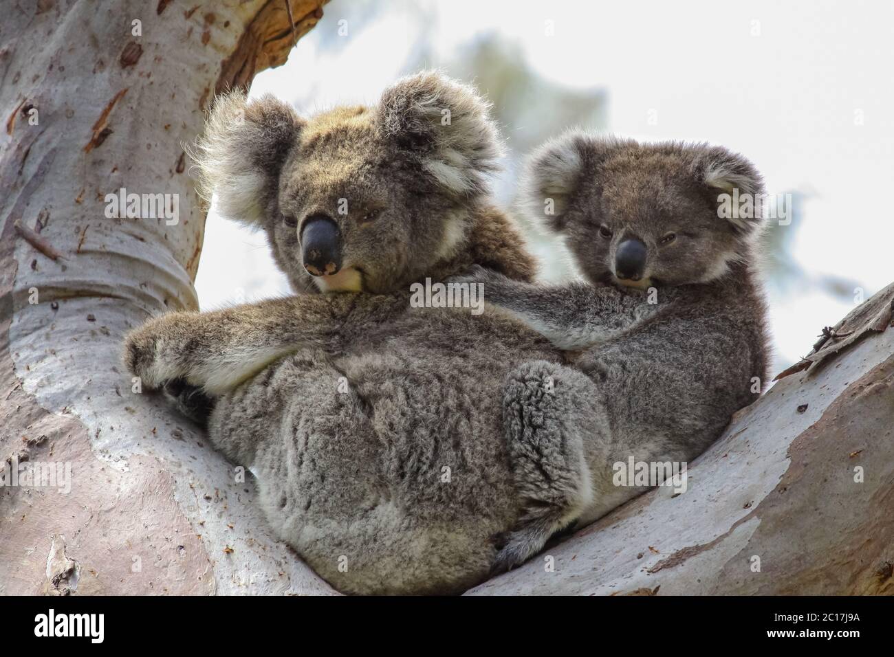 Koala mother with baby joey on its back sitting in a eucalyptus tree, facing, Great Otway National P Stock Photo