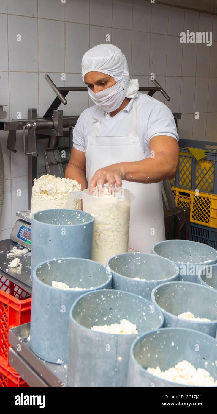 Zuleta, Imbabura / Ecuador - November 9 2018: Worker weighing raw cheese on a scale before placing it in plastic molds. Cheese manufacturing process Stock Photo