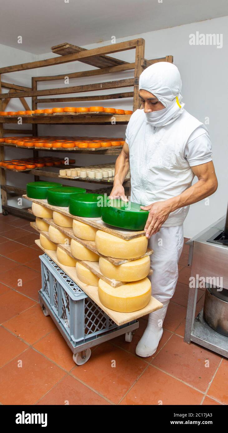 Zuleta, Imbabura / Ecuador - November 9 2018: Worker covering the cheeses with green beeswax before being stored. Cheese manufacturing process Stock Photo