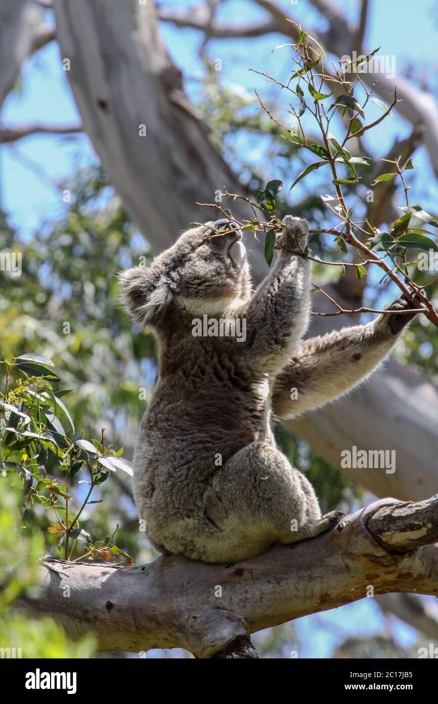 Koala feeding on the green leaves of an eucalyptus tree, Great Otway National Park, Victoria, Austra Stock Photo