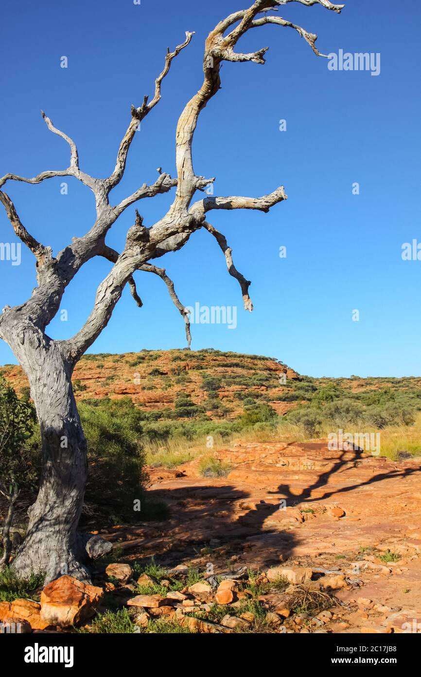 Tree in the desert with shadow in the afternoon light, Kings Canyon, Northern Territory Stock Photo