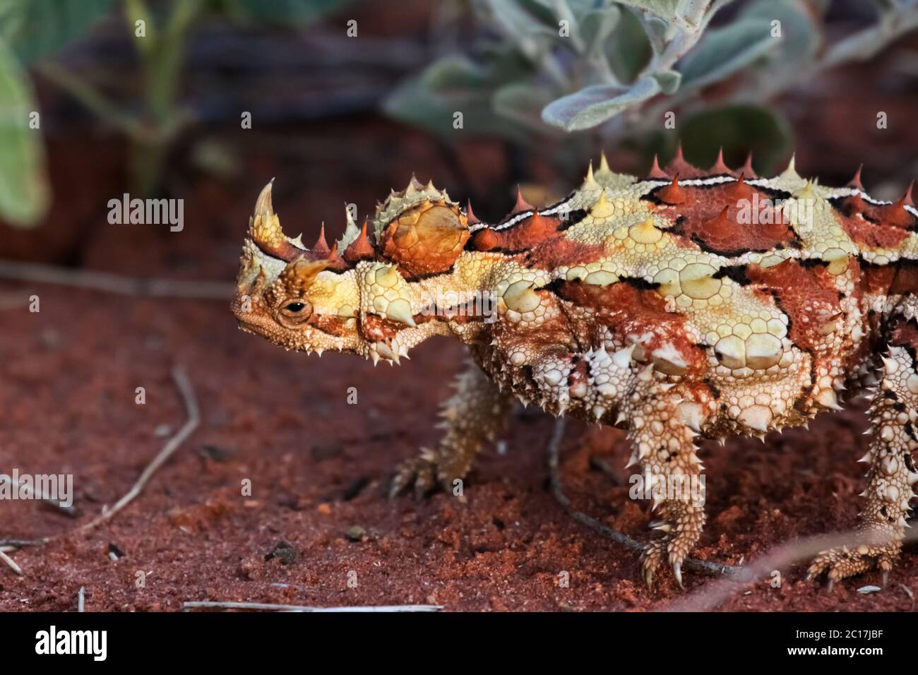 Close up of a Thorny Devil in the Australian outback, Northern Territory, Australia Stock Photo