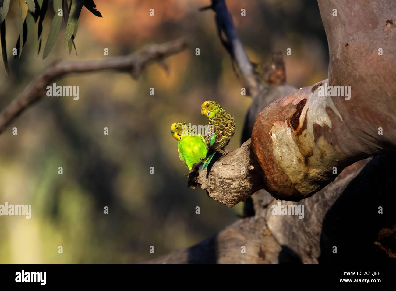Couple of Budgerigars perching on a a branch in the afternoon light, KIngs Canyon, Northern Territor Stock Photo