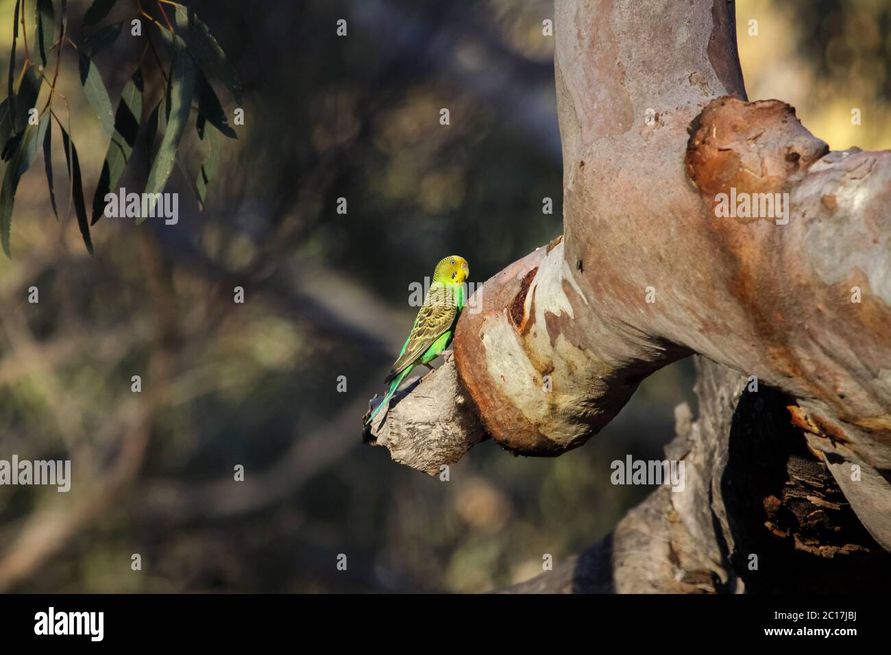 Budgerigar perching on a a branch in the afternoon light, KIngs Canyon, Northern Territory Stock Photo