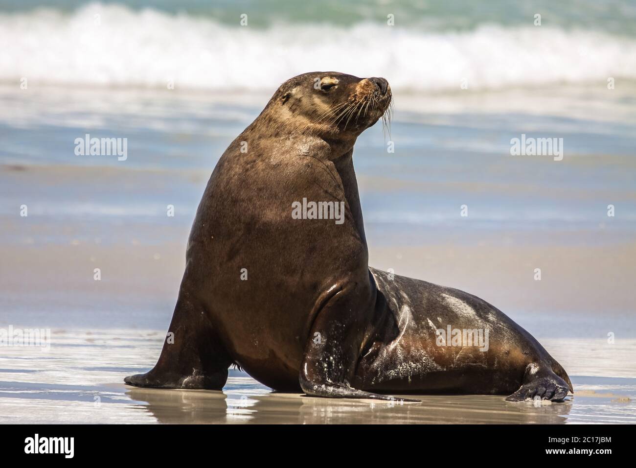 Australian sea lion on the beach sitting upright, Seal Bay, Kangaroo Island, South Australia Stock Photo