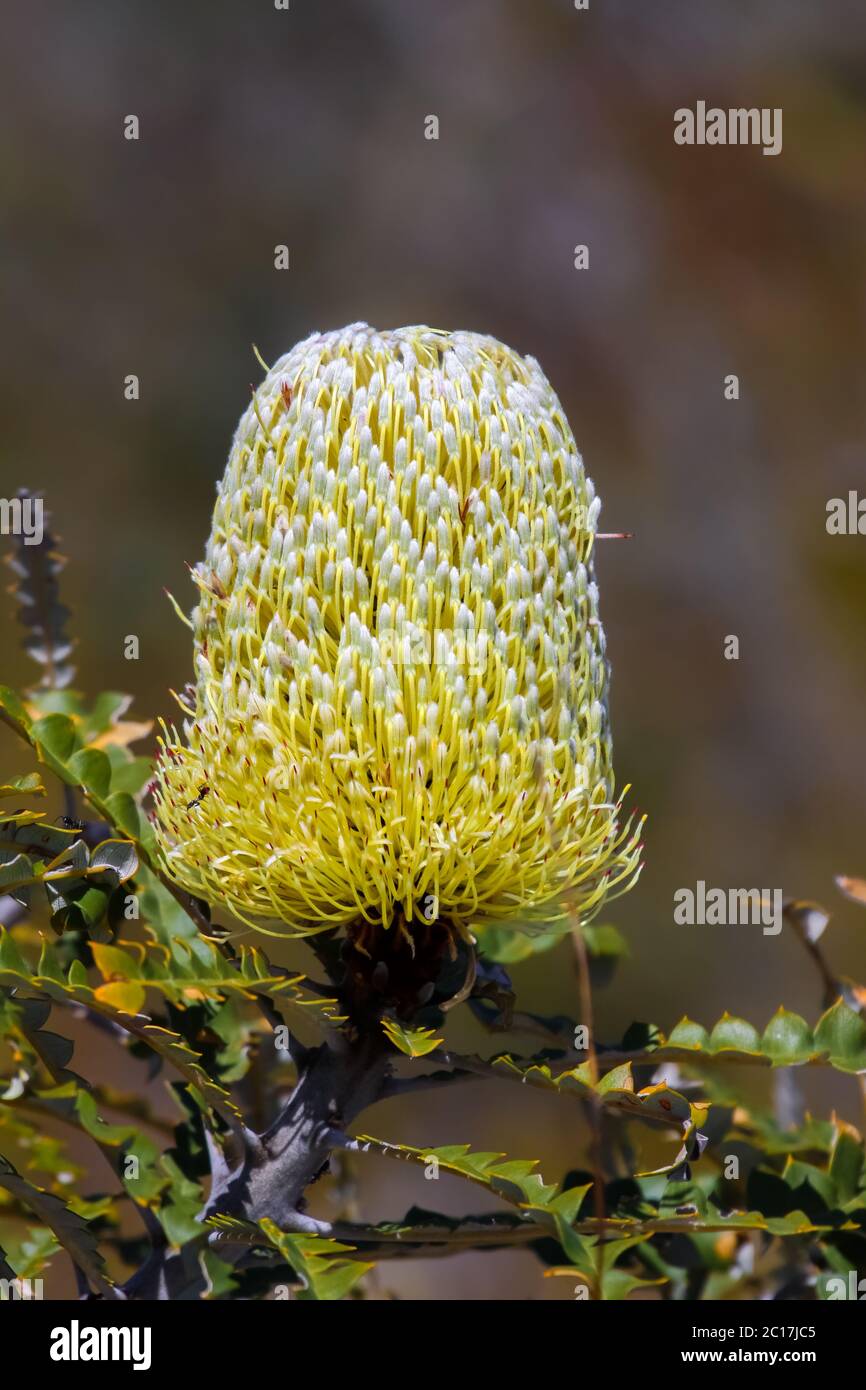 Yellow Banksia blossom, Cape le Grande National Park, Western Australia Stock Photo