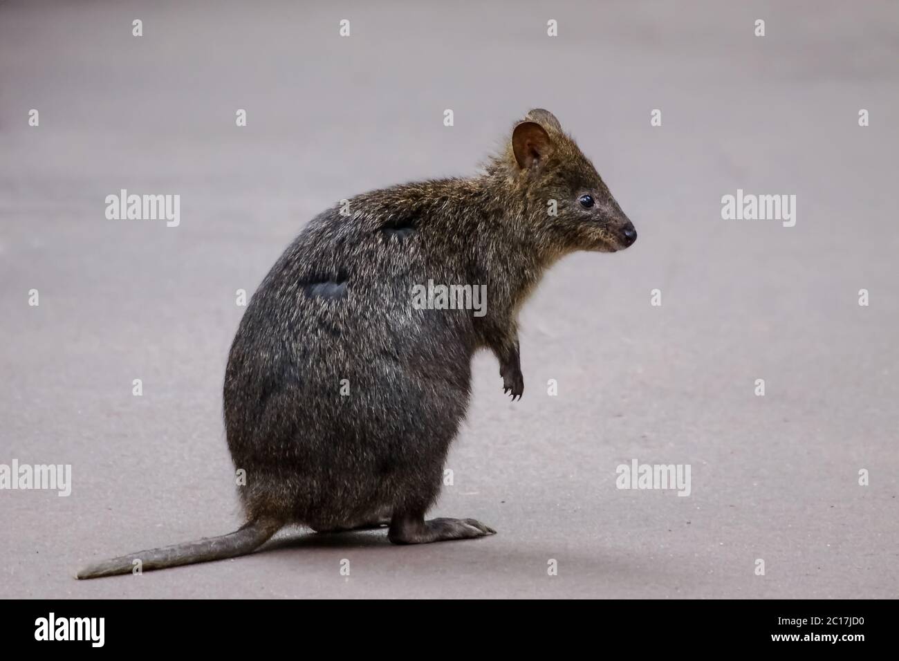 Cute quokka, a small kangaroo species, Valley of the Giants, western Australia Stock Photo