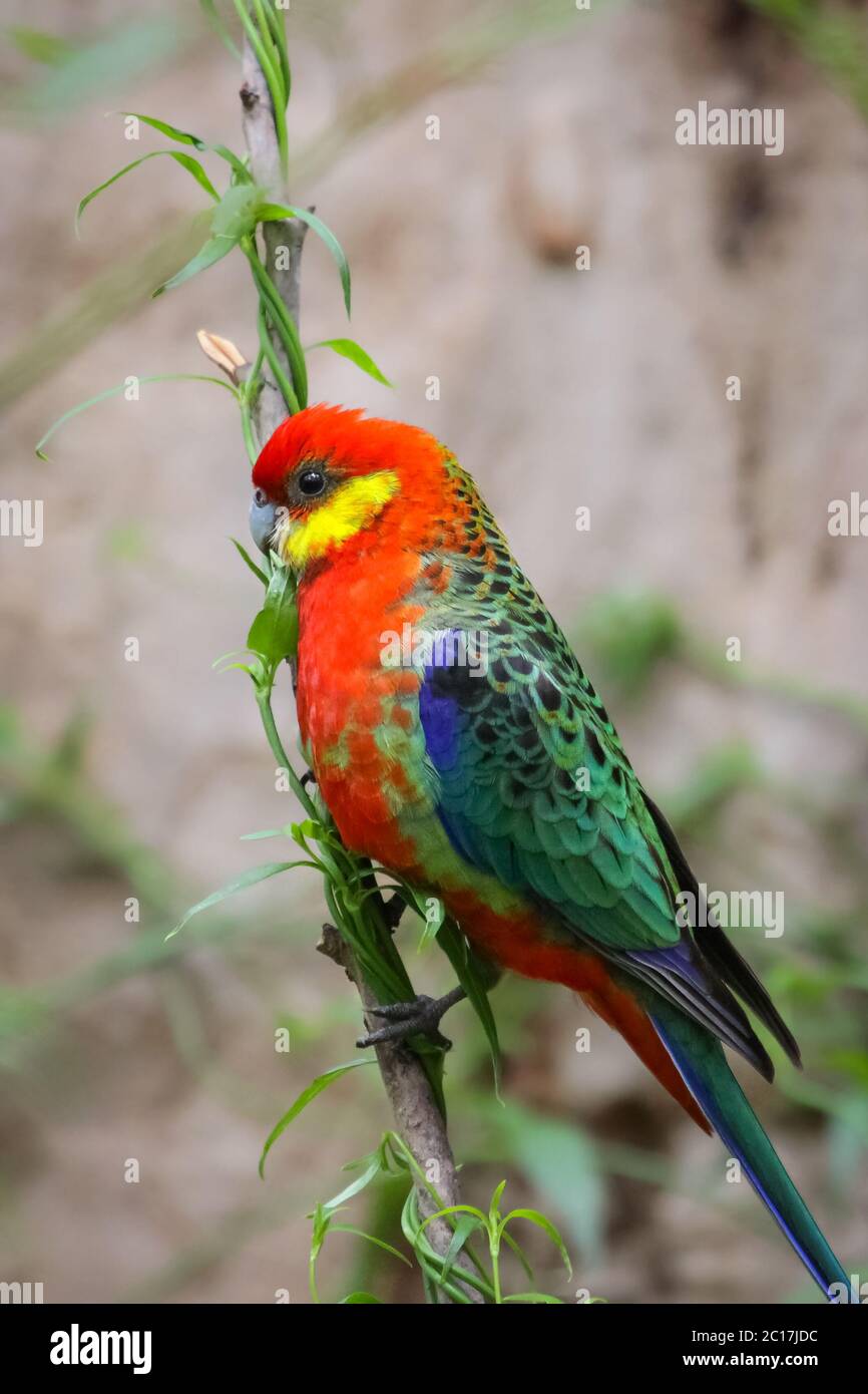 Colorful Western rosella perching on a branch, profile, Gloucester National Park, Western Australia Stock Photo