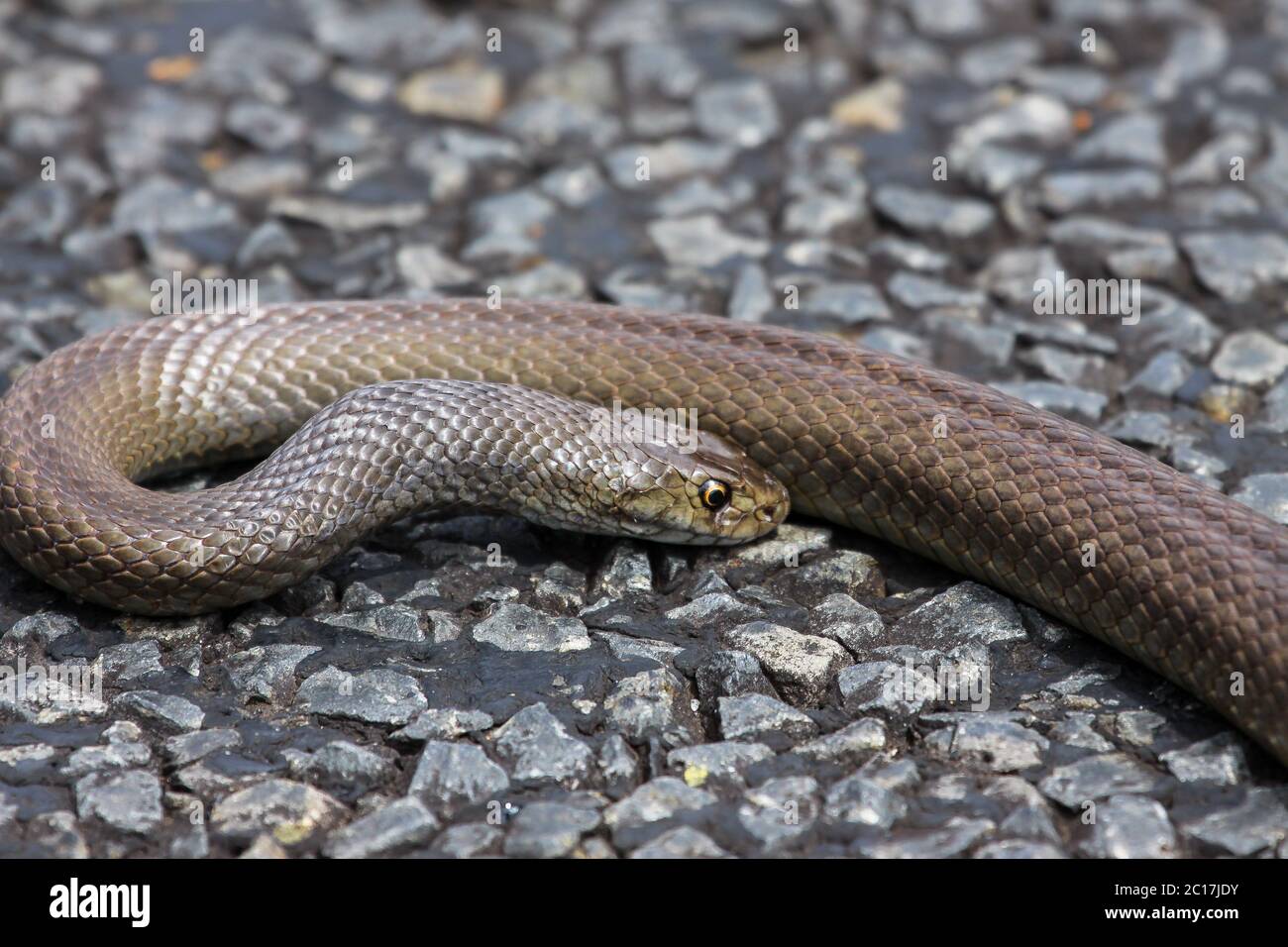 Dangerous Dugite snake lying on the road, Western Australia Stock Photo