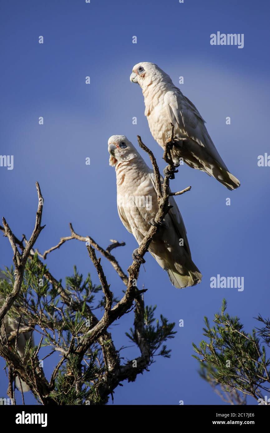 Couple of Little Corellas sitting on a branch against a blue sky, Dunsborough, Western Australia Stock Photo