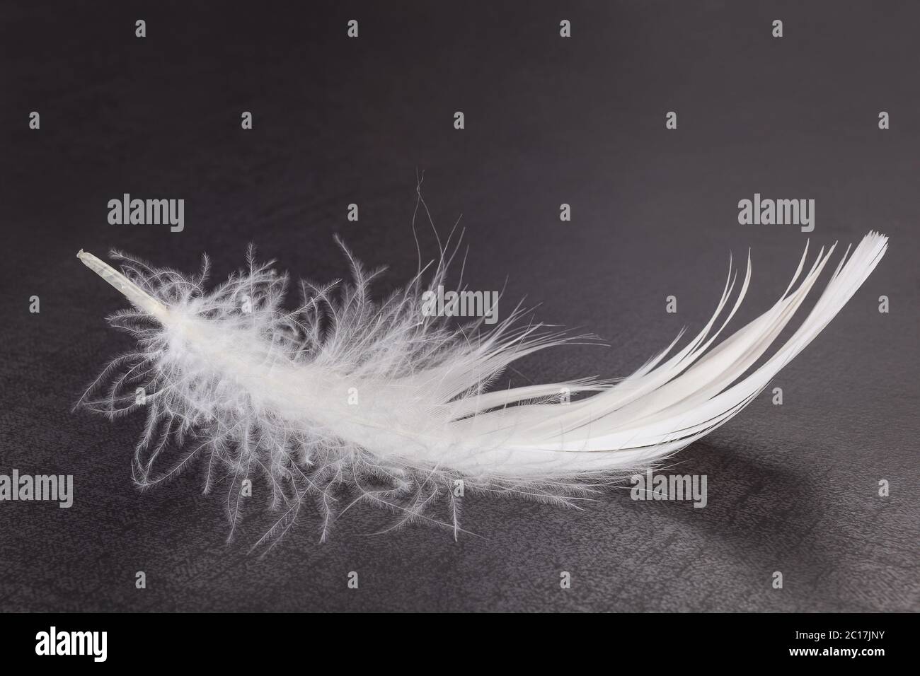 Fluffy feather on dark background Stock Photo