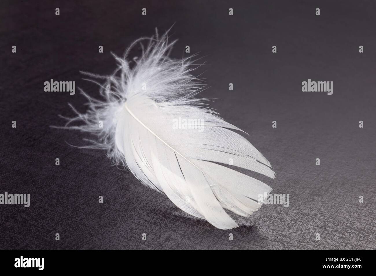White fluffy feather Stock Photo