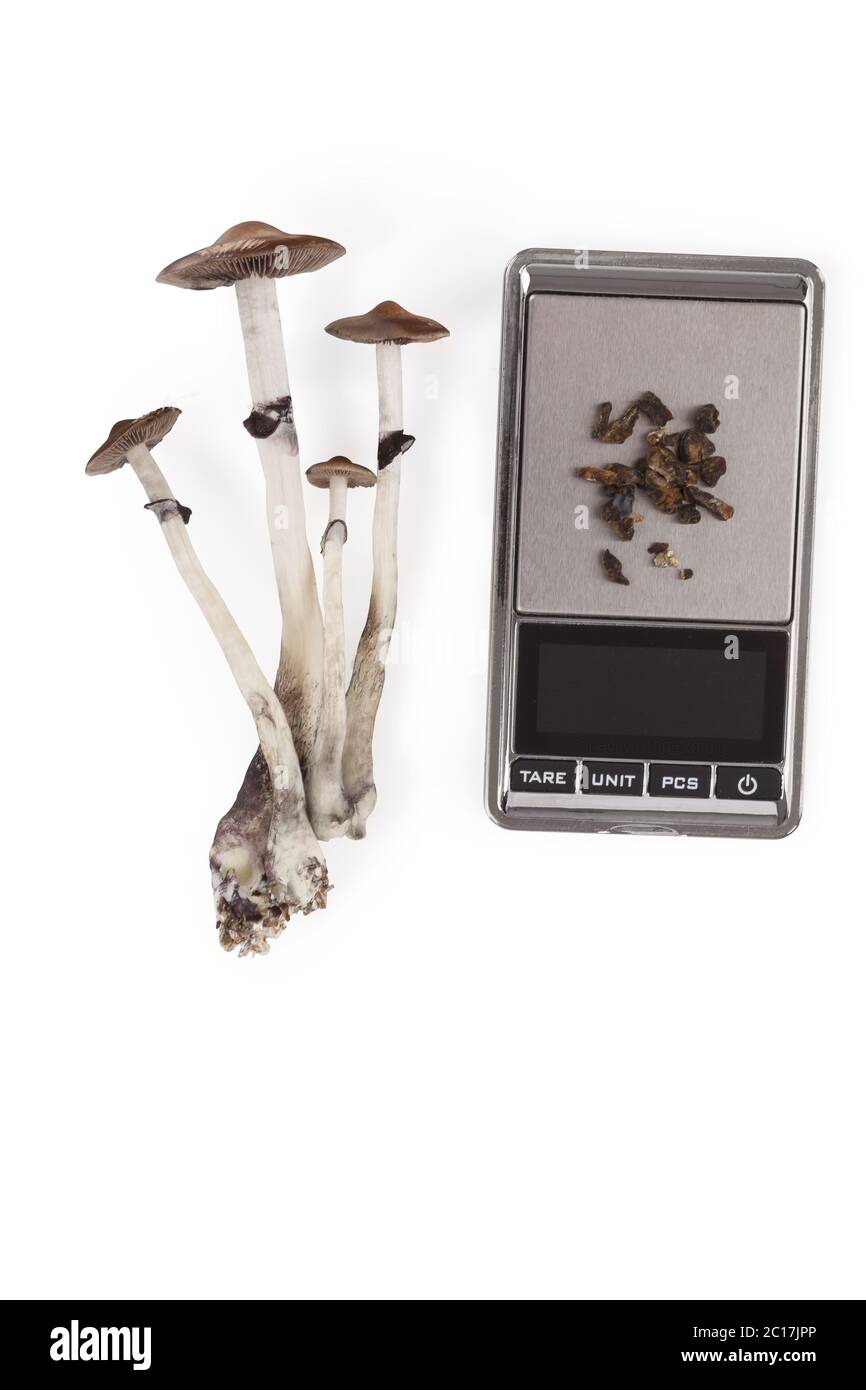 Raw and dried magic mushrooms. Stock Photo