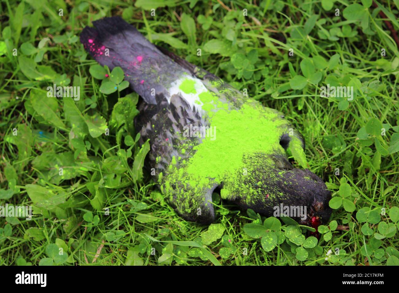 The contrast of the holiday and death. Dead bird pigeon lies on the grass painted with dry green paint at the Holi festival. Stock Photo