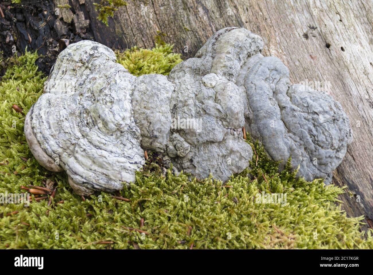 Tinder swam (Fomes fomentarius) tree mushroom Stock Photo