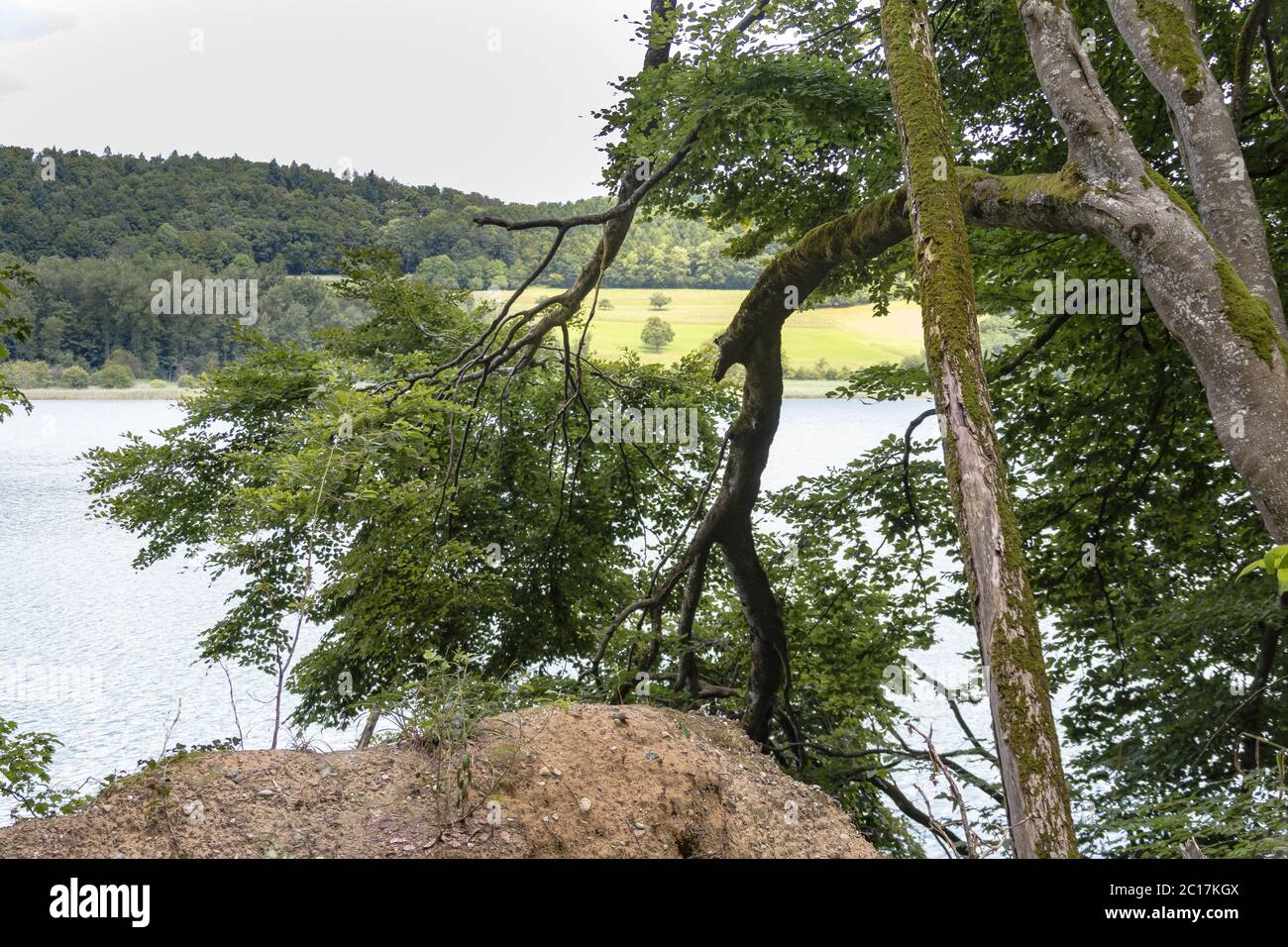 Mindelsee, nature conservation, nature reserve, reserve, Bodanrück, Lake of Constance, Germany, July Stock Photo