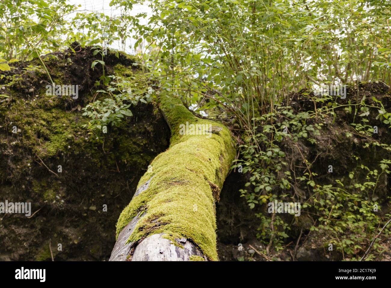 Moss in old, liked trunk, nature reserve Mindelsee, Bodanrück, Lake of Constance, Germany, July Stock Photo