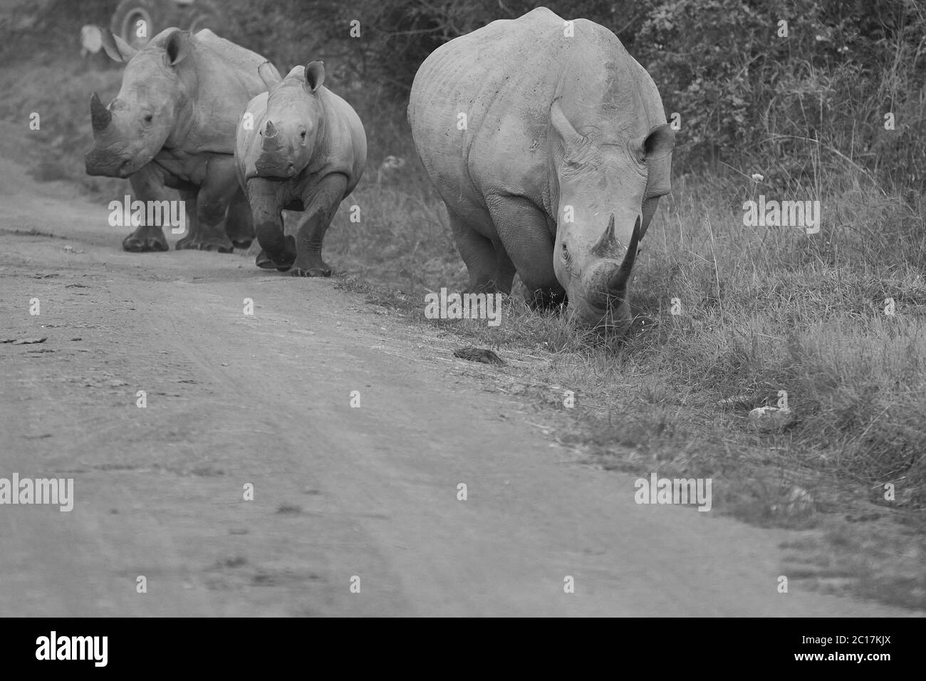 Rhino Baby and Mother- Rhinoceros with Bird White rhinoceros Square-lipped rhinoceros Ceratotherium simum  Stock Photo