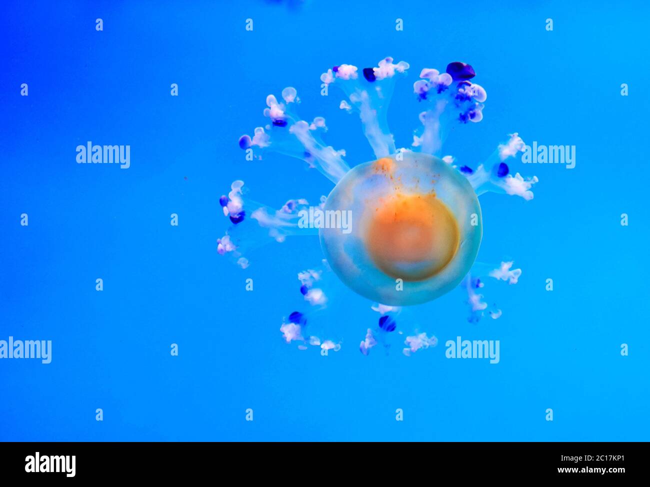 Jellyfish Dangerous Poisonous Medusa Stock Photo Alamy