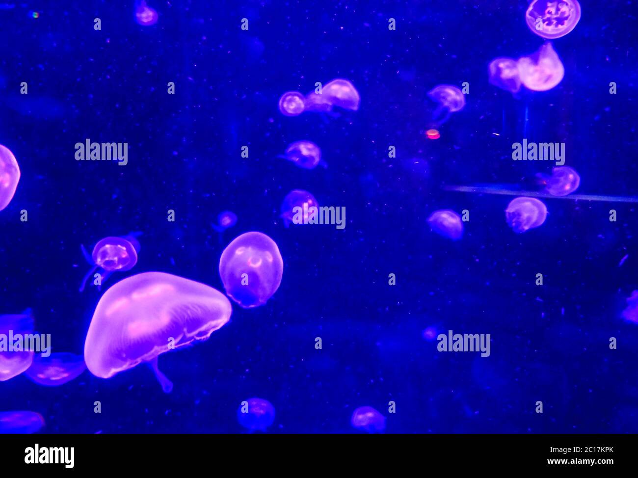 Jellyfish Dangerous Poisonous Medusa Stock Photo Alamy