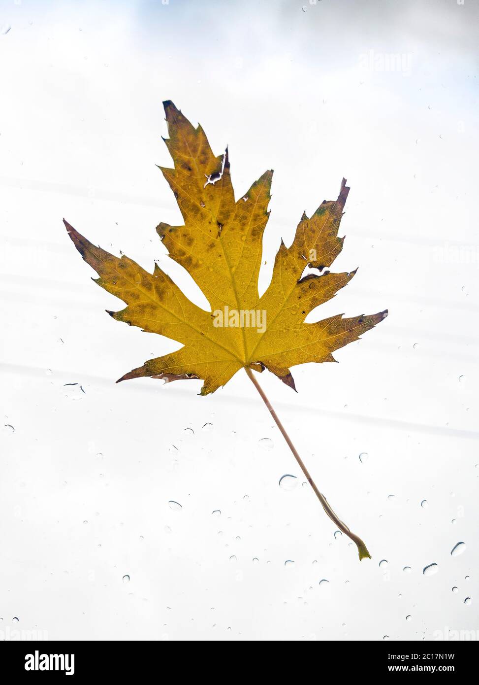 Natural single yellow maple tree leaf isolated against bright white background Stock Photo