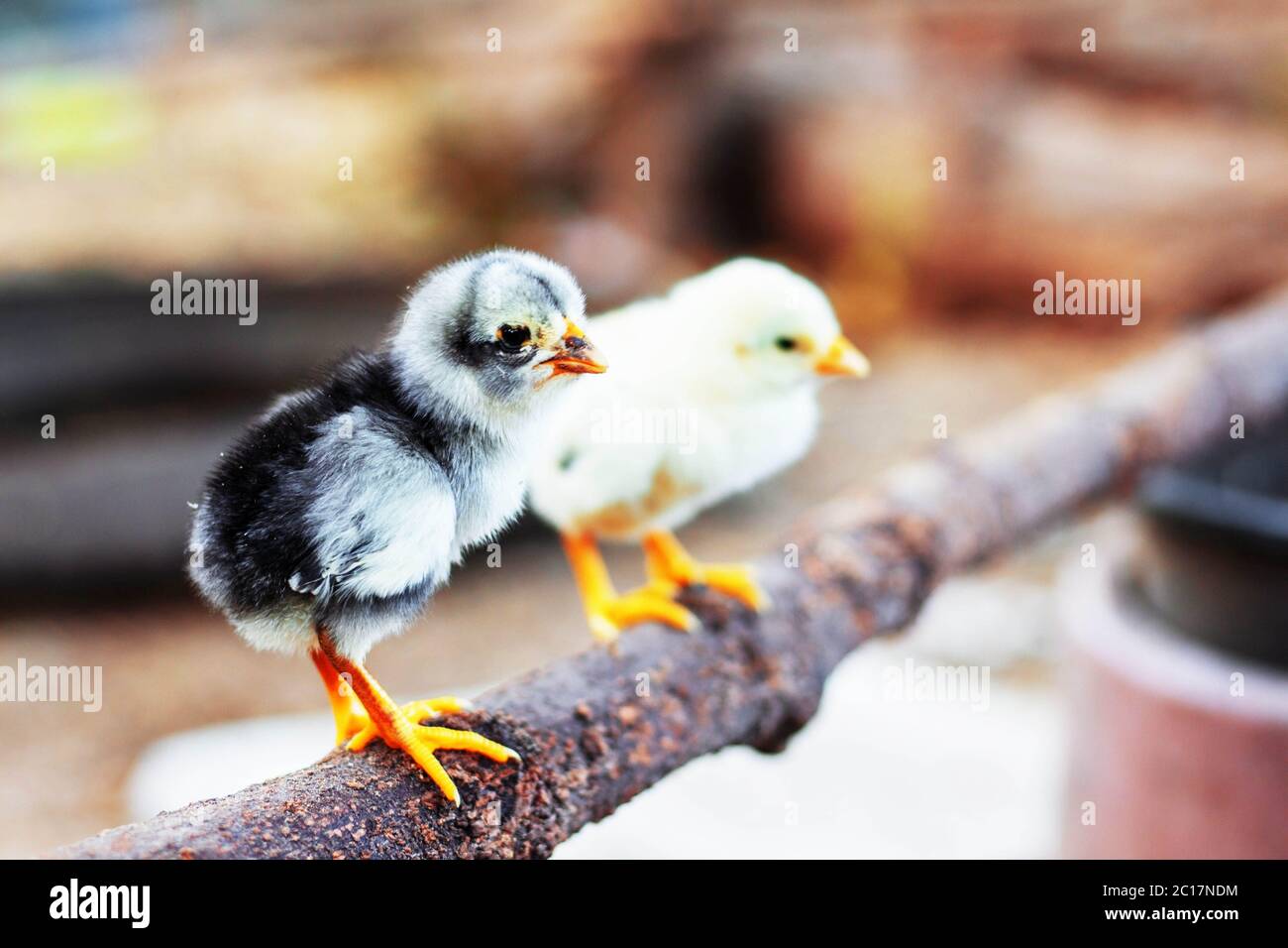 Chicken Little on a wooden. Stock Photo