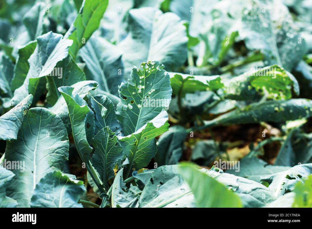 leaves with insects eat the plants Stock Photo Alamy