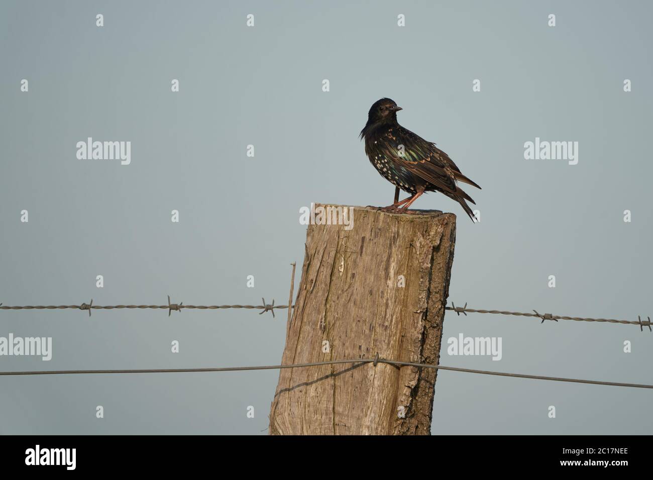 Common starling Sturnus vulgaris European passerine bird Sturnidae on a tree Stock Photo